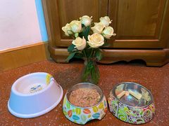 -北京赛佳动物医院