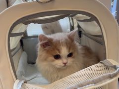 -瑞派申生动物医院·24H夜诊·国际动物医疗中心·骨外科(吴中路店)