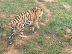 -西霞口神雕山野生动物世界
