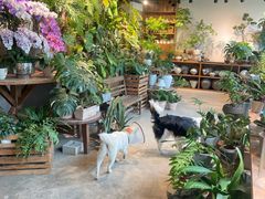 -自由生长植物工作室(深港花卉中心店)