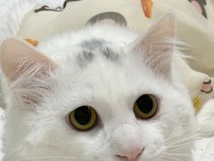 -菲丽丝宠物医院·24小时·猫科中心·免疫点(淮海分院)