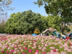 -上海滨江森林公园