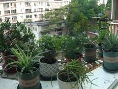 -双季花艺园艺市场(浦东店)