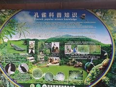 -西双版纳原始森林公园