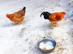 -万兴启丰椰子文化园餐厅