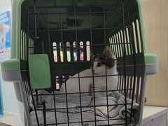 -北京观赏动物医院·24小时大型综合·猫专科·异宠专科
