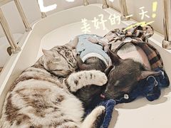 -怪兽屋·羊驼·猫咖·狗咖(俊华广场店)