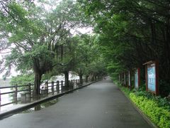 景点-大湾区中央湿地公园