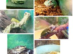 -上海大自然野生昆虫馆(东方明珠·爬宠昆虫探索中心)