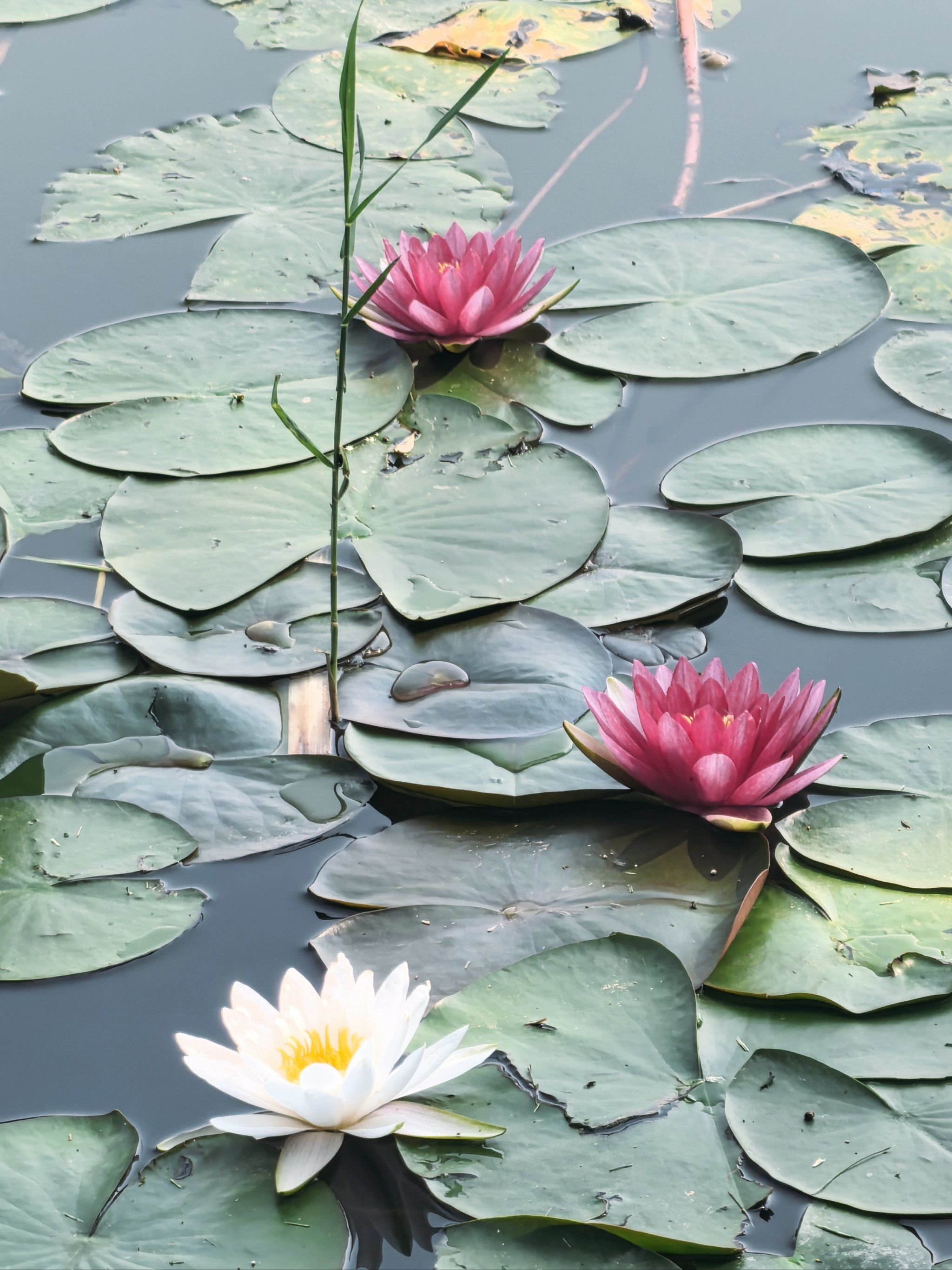 朝阳公园的睡莲好美,花期真的很长
