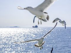 -海驴岛(荣成市)
