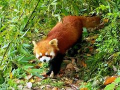 -都江堰中华大熊猫苑
