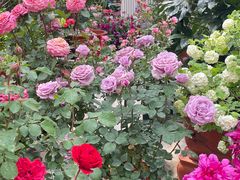 -朝来春花卉市场