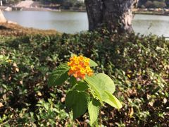 -东莞植物园