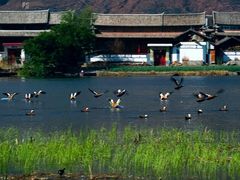 -大理洱源西湖景区