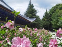 -崇圣寺三塔文化旅游区