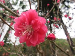 -桃花涧