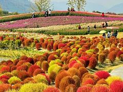 -径山花海