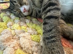 -平行世界·猫咖(首经贸店)