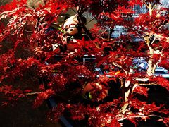 -红辣椒·川菜·火锅(大洋中心店)