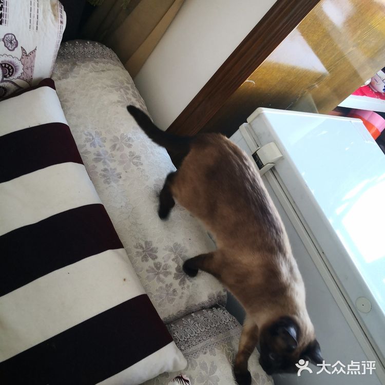 暹（xiān）罗猫是世界著名的短毛猫，也是短毛猫的代