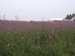 iphone_upload_pic-紫颐香薰山谷景区