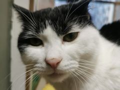 -猫在这儿猫咪咖啡馆·撸猫馆