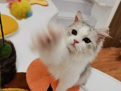 -COLOR PETS 撸猫馆·购猫·猫咖(长风大悦城店)