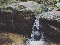 -十八棵（老龙井）御茶园(老龙井店)