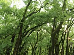 -武汉大学-樱园