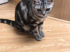 -猫和宫(六道口店)