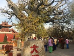 -大槐树寻根祭祖园