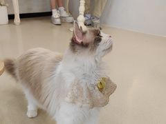 -共舞时光猫咖·狗咖(新街口店)