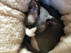 -猫和宫(六道口店)