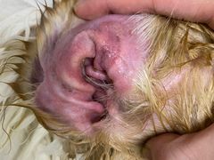 -芭比堂动物医院·犬猫全科·异宠专科(雁塔分院)