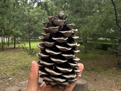 -森林公园(尖草坪区)