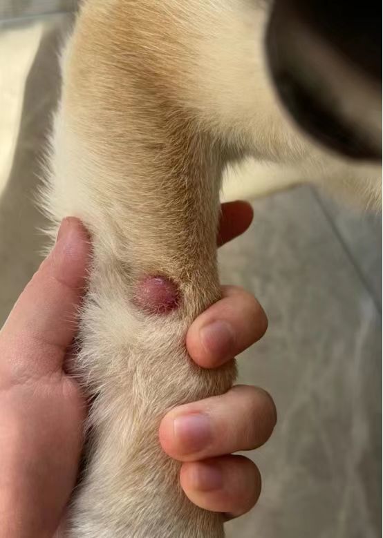 组织细胞瘤
就狗狗前腿长的一个硬疙瘩
说是要给狗狗全麻切除
