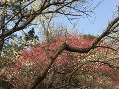 -杭州植物园