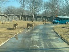 -北京野生动物园