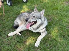 -爪吧宠物乐园 (温榆河示范区店)