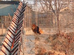 -石家庄市动物园