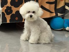 -瑞派宠物医院·犬猫全科·猫友好(宾水西道店)