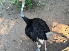 -鄂尔多斯野生动物园