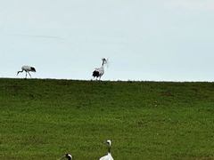 -黑龙江扎龙生态旅游区