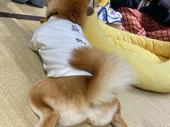 -逗柴咖啡屋·狗咖猫咖宠物桌游