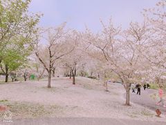 -顾村公园