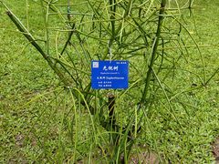 -中国科学院西双版纳热带植物园