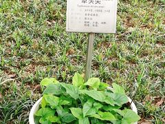 -广州神农草堂中医药博物馆