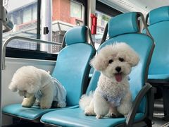 -帕帕拉兹宠物(亚洲旗舰店)