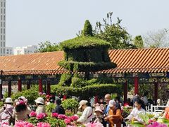 -曹州牡丹园